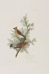 Ilustración de 