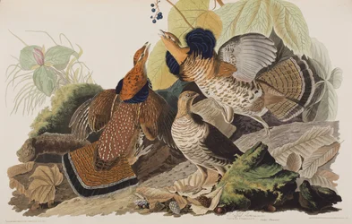 Ilustración de 