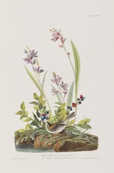 Ilustración de 