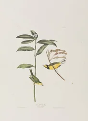 Ilustración de 