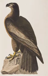 Ilustración de 
