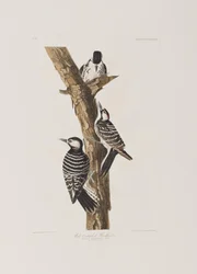 Ilustración de 