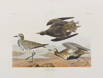 Ilustración de 