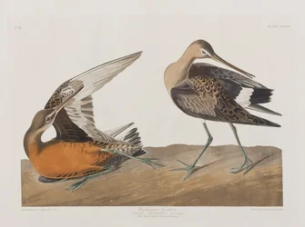 Ilustración de 