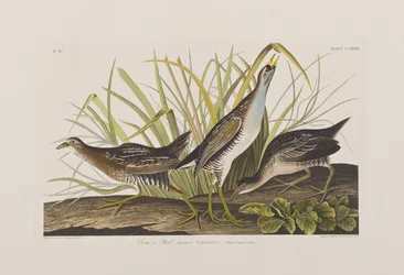 Ilustración de 