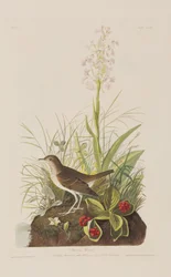 Ilustración de 
