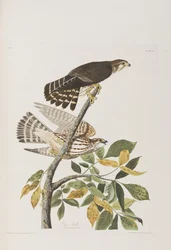 Ilustración de 