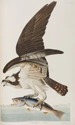 Ilustración de 