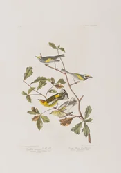 Ilustración de 