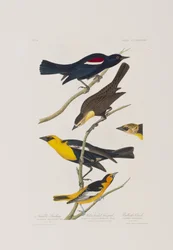 Ilustración de 