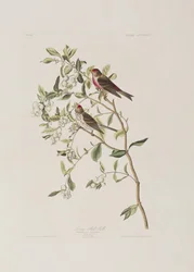 Ilustración de 
