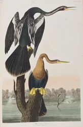 Ilustración de 