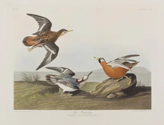 Ilustración de 