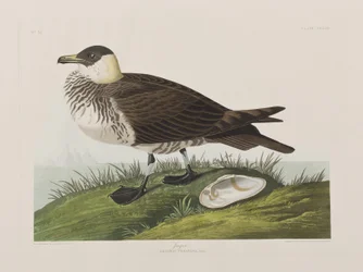 Ilustración de 