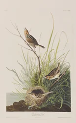 Ilustración de 