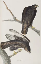Ilustración de 