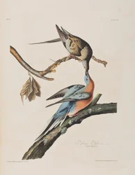 Ilustración de 
