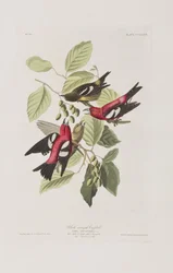 Ilustración de 