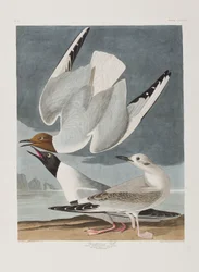 Ilustración de 
