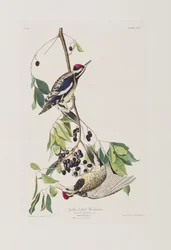 Ilustración de 