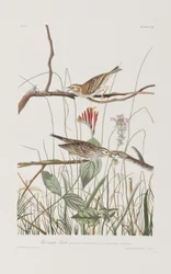 Ilustración de 