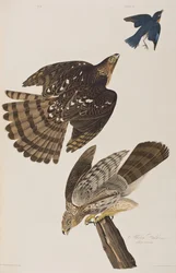 Ilustración de 