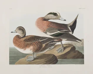 Ilustración de 