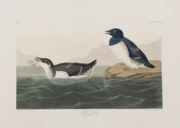 Ilustración de 