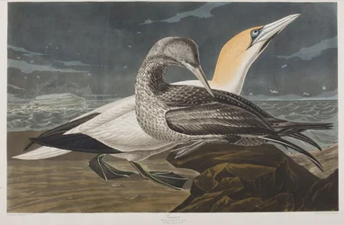 Ilustración de 