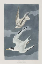 Ilustración de 