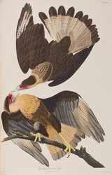 Ilustración de 