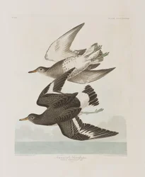Ilustración de 