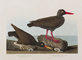 Ilustración de 