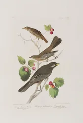 Ilustración de 