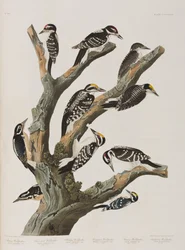 Ilustración de 