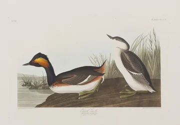 Ilustración de 