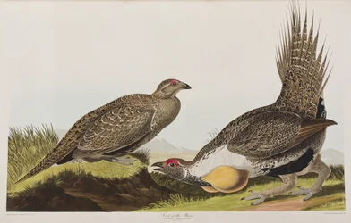 Ilustración de 