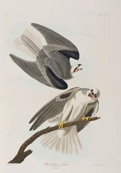 Ilustración de 