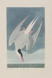 Ilustración de 