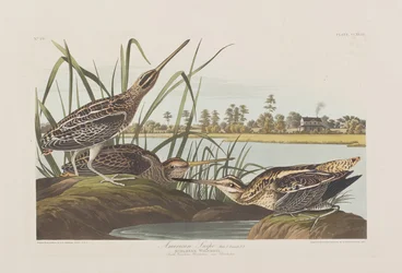 Ilustración de 