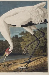 Ilustración de 