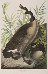 Ilustración de 
