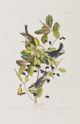Ilustración de 