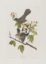 Ilustración de 