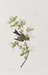 Ilustración de 