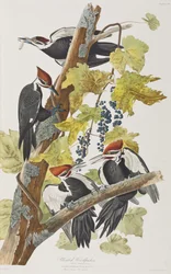 Ilustración de 