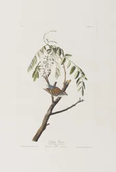 Ilustración de 