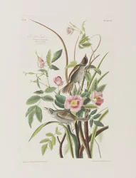 Ilustración de 