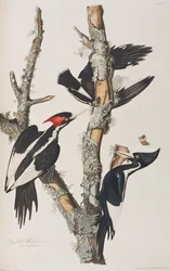 Ilustración de 