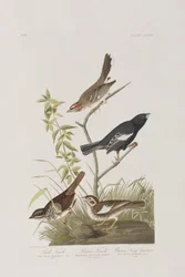 Ilustración de 